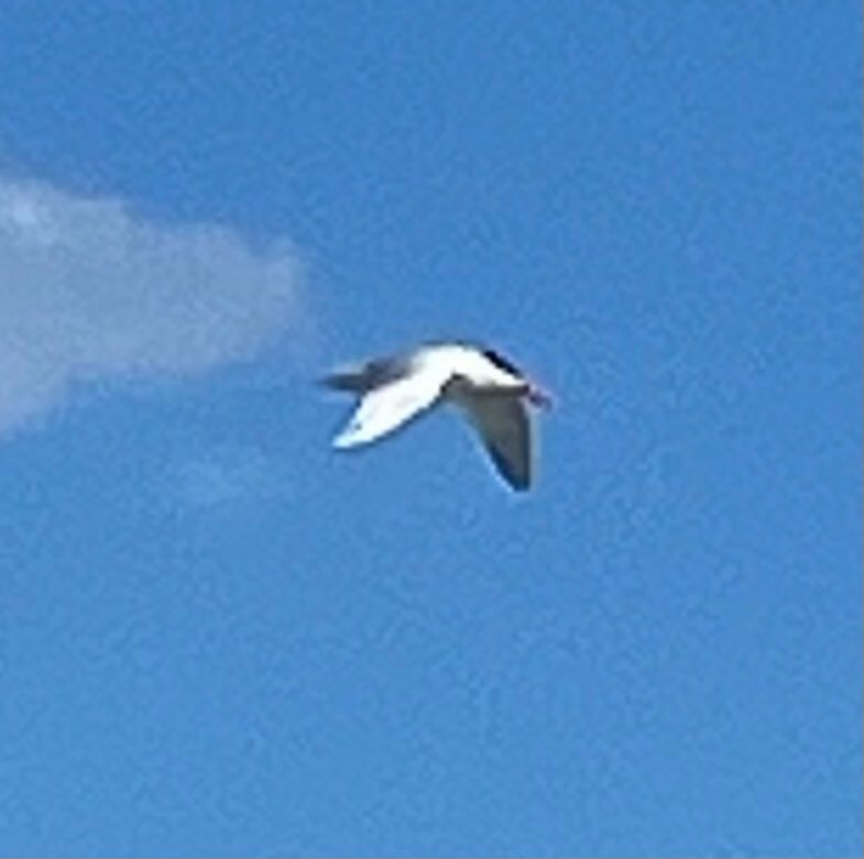 Common Tern - Claire McKey🪶