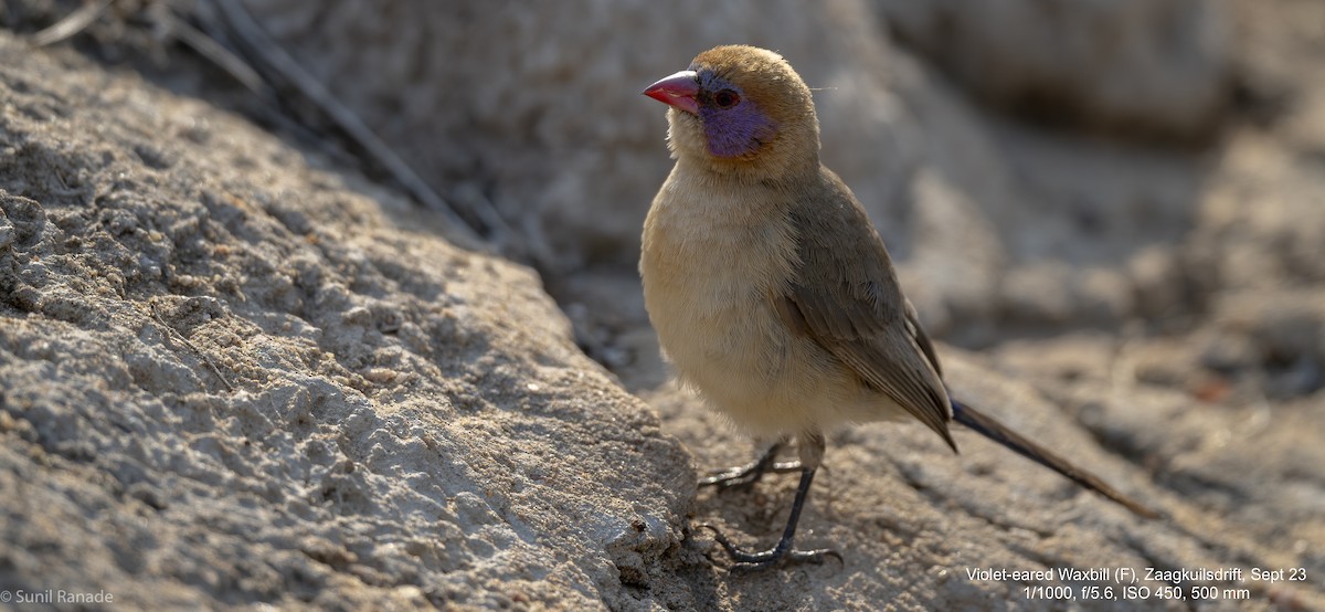 Violet-eared Waxbill - ML617366740