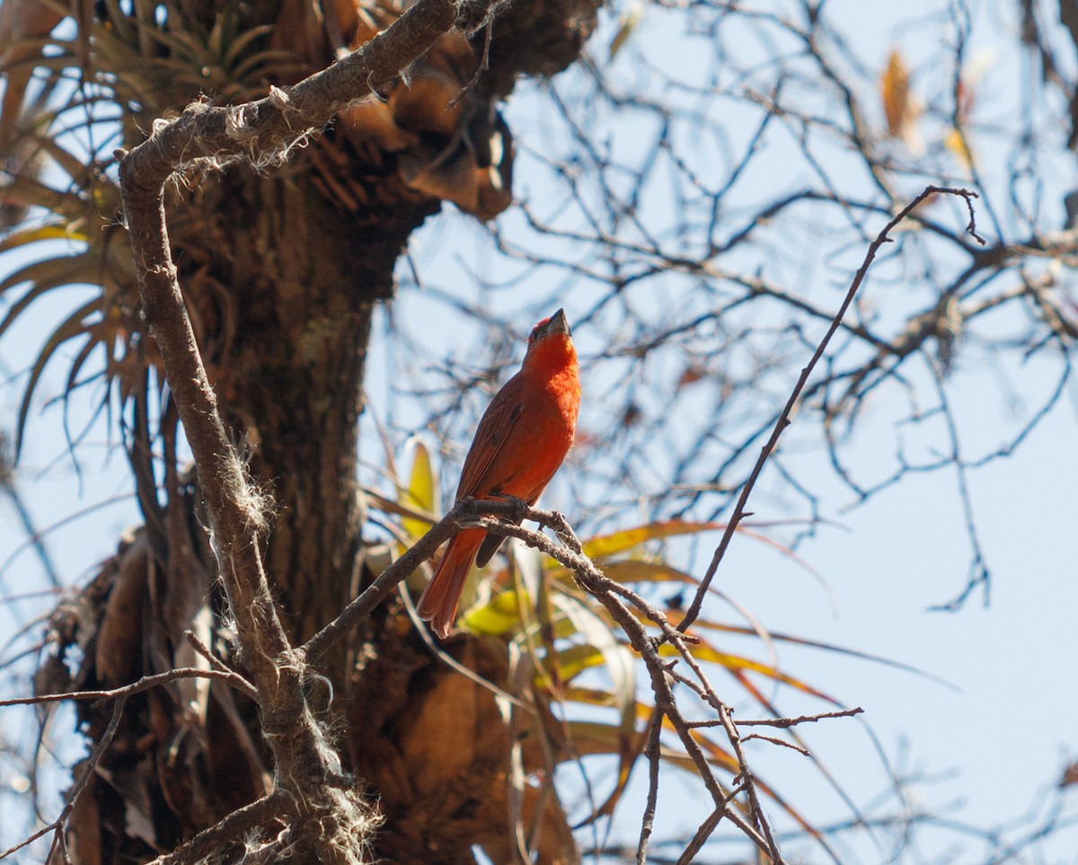 Hepatic Tanager - Michael Muchmore