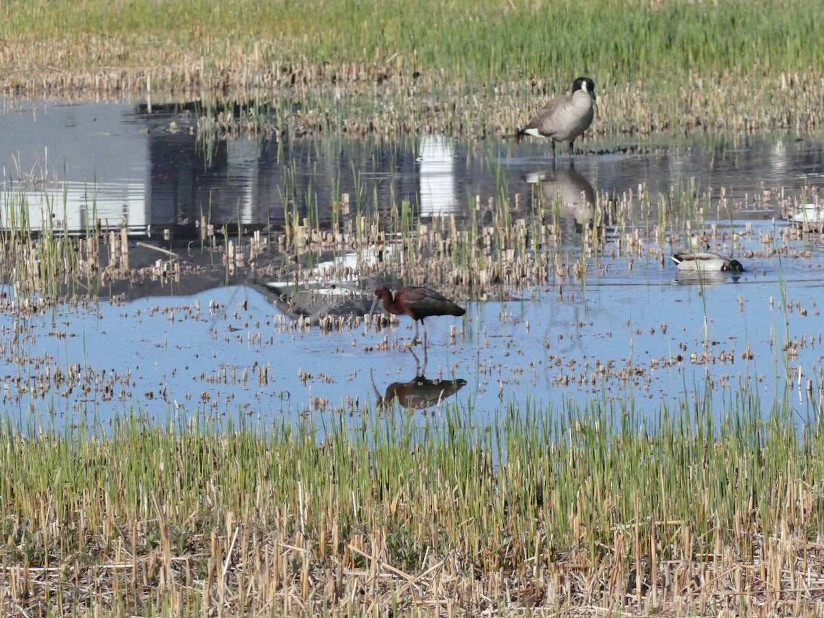 Glossy Ibis - Jay Hutchins