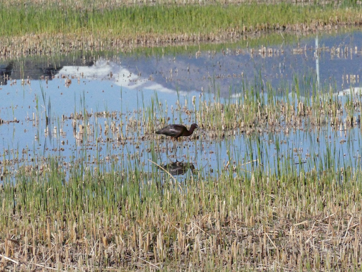 Glossy Ibis - ML617366760