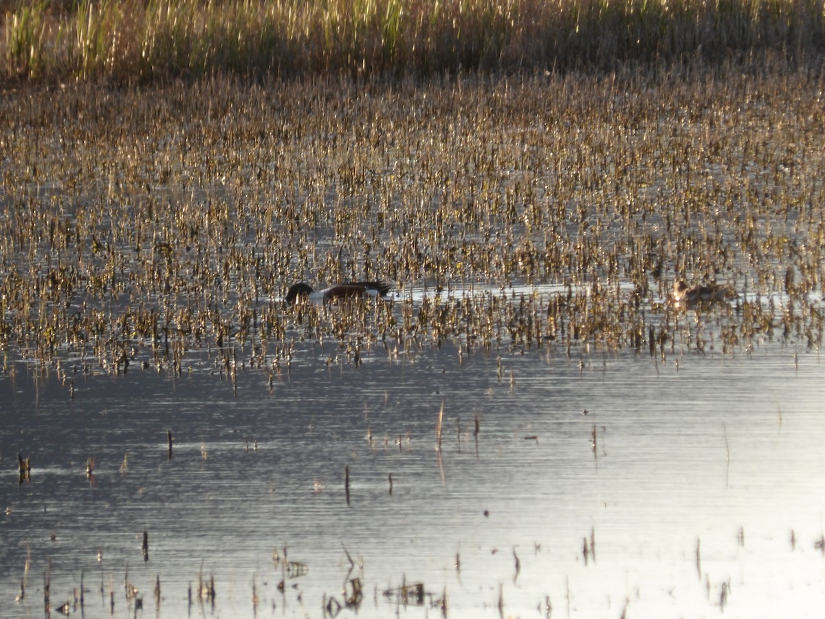 Northern Shoveler - Nicolette Emms