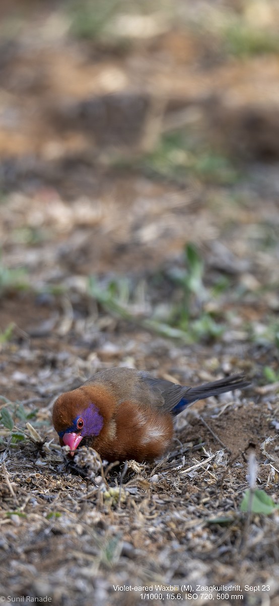 Violet-eared Waxbill - ML617366833