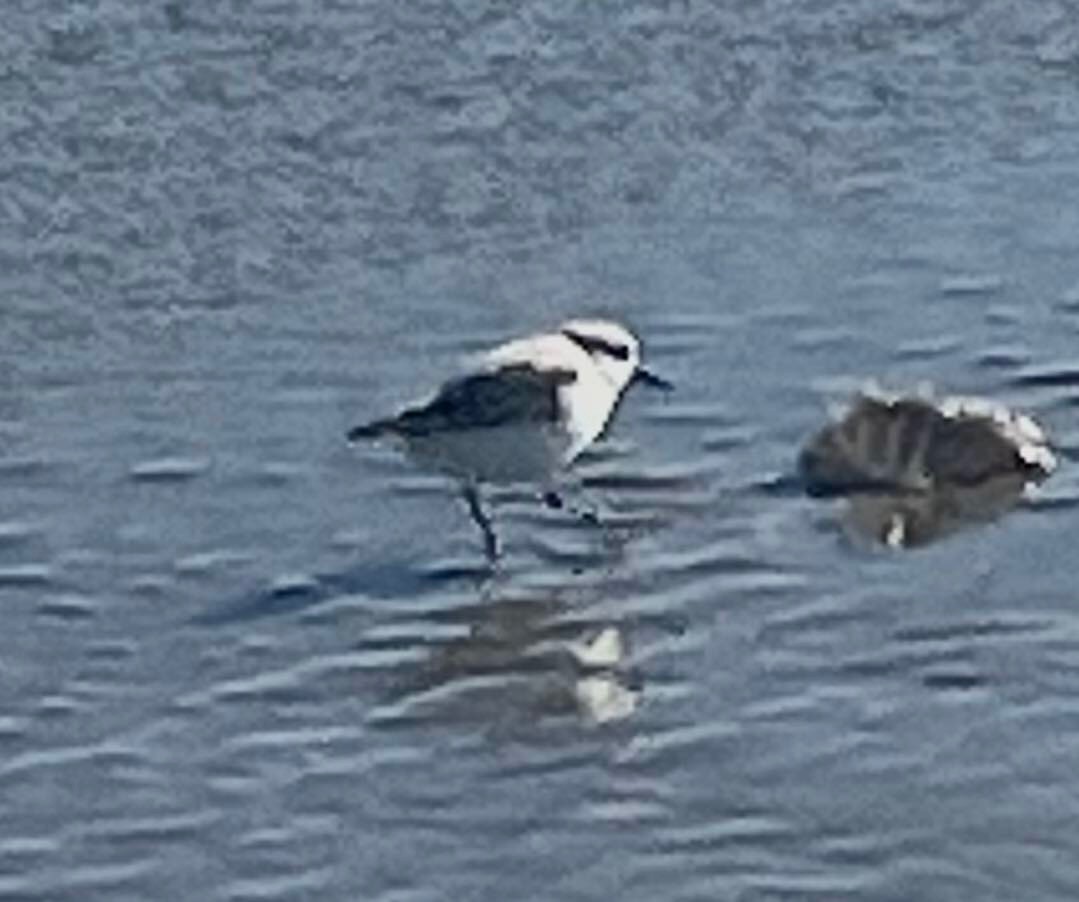 Sanderling - Claire McKey🪶