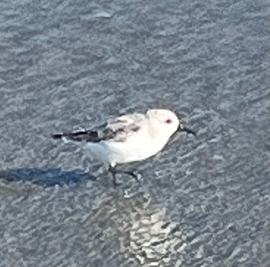 Bécasseau sanderling - ML617366843