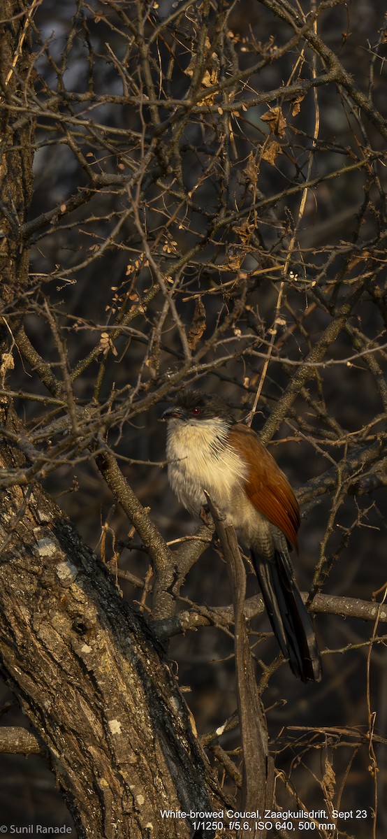 White-browed Coucal - ML617366890