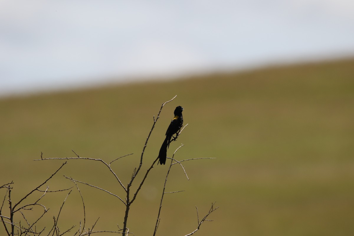 Yellow-mantled Widowbird - ML617366940