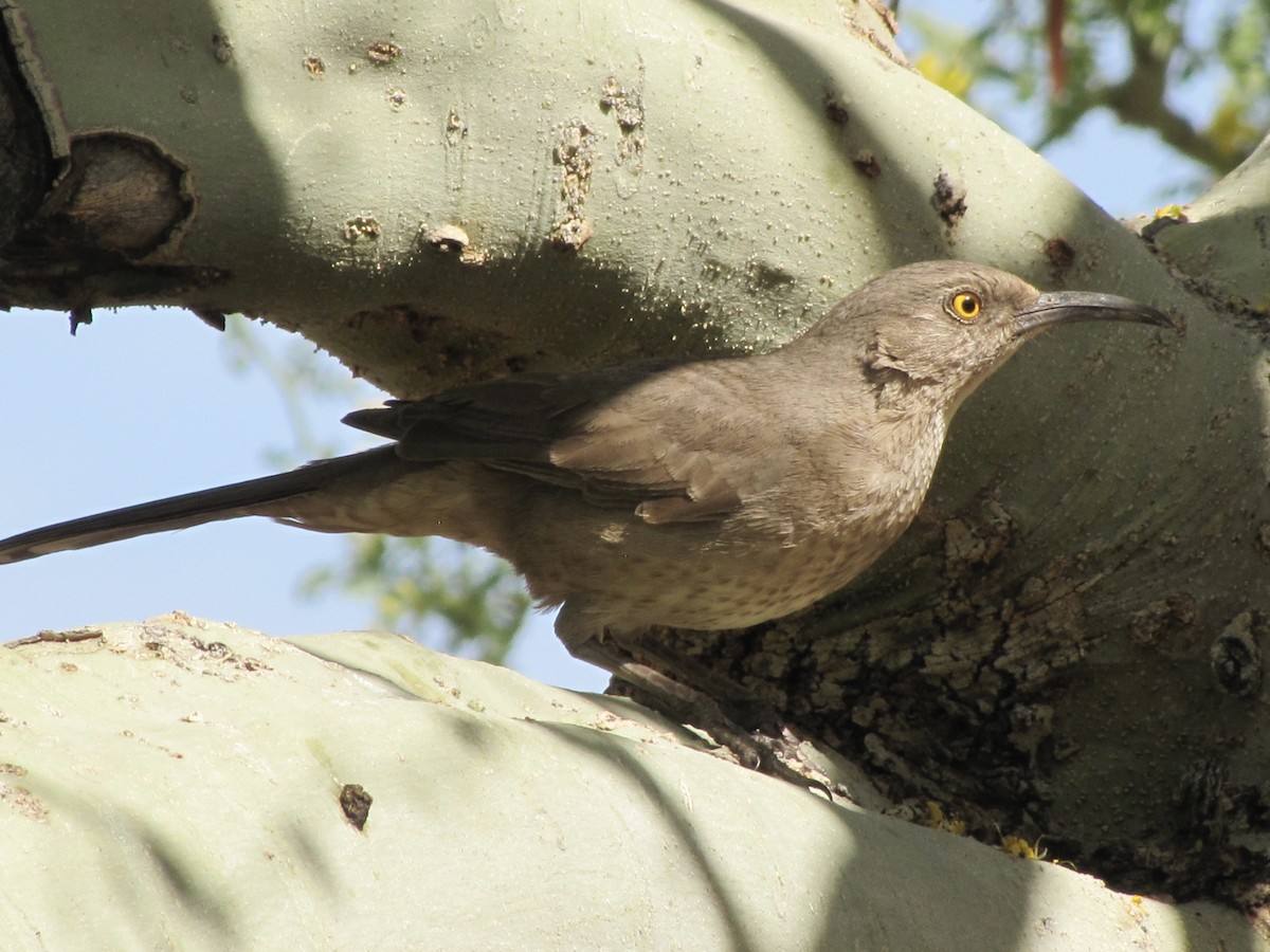 Curve-billed Thrasher - ML617366963