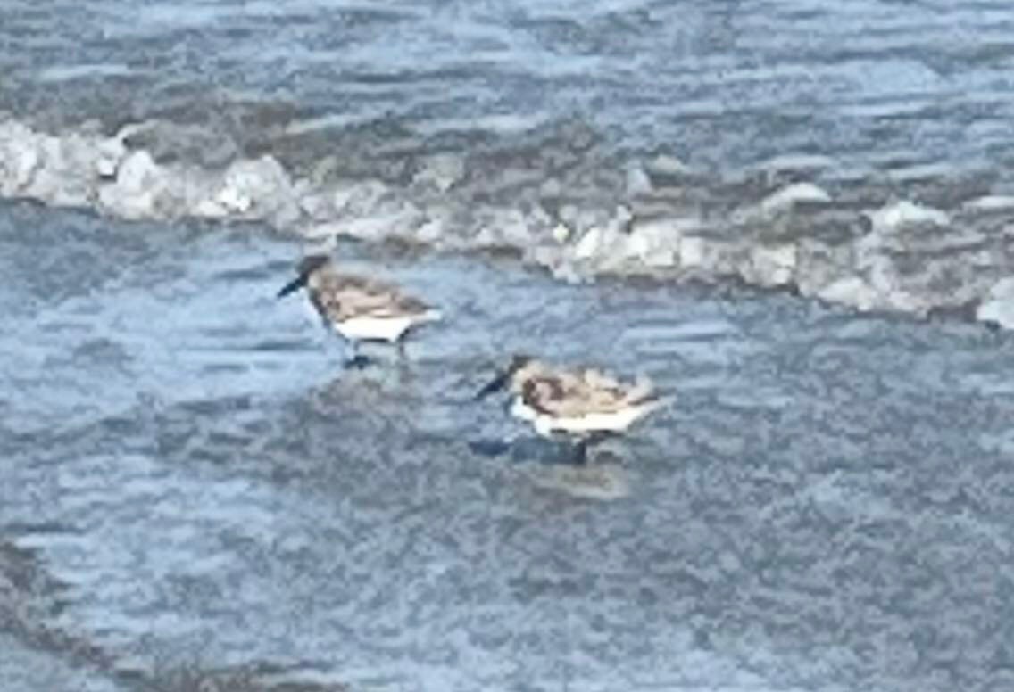 Western Sandpiper - ML617366968