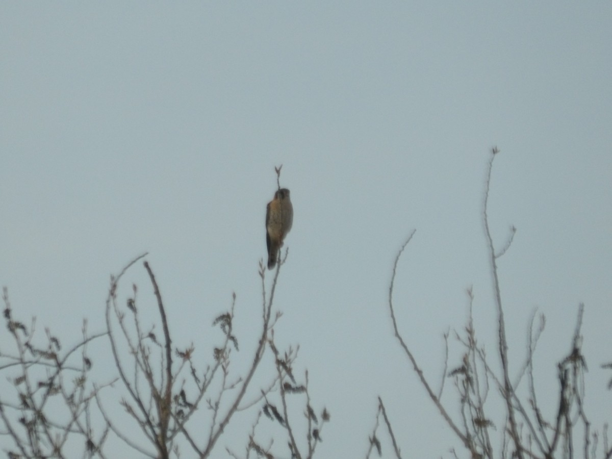 American Kestrel - ML617367003