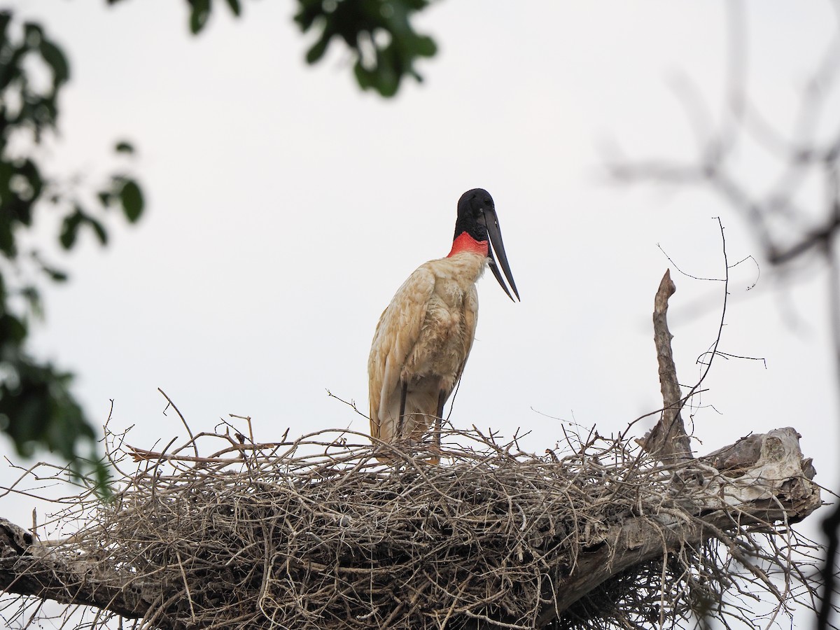 Jabiru - ML617367021