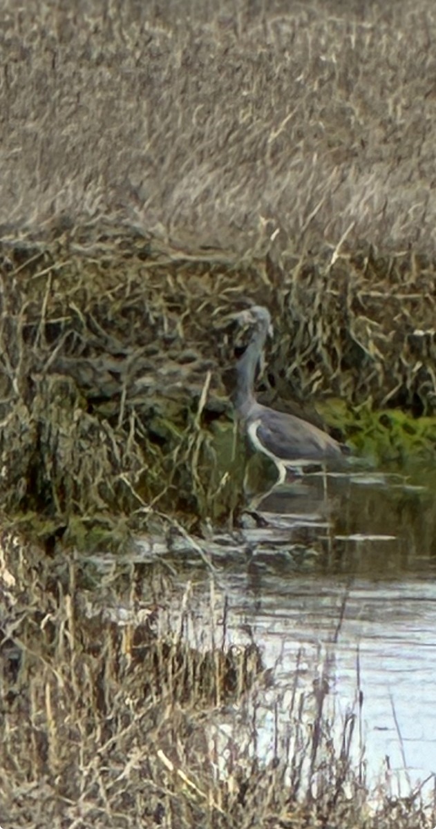 Tricolored Heron - ML617367065