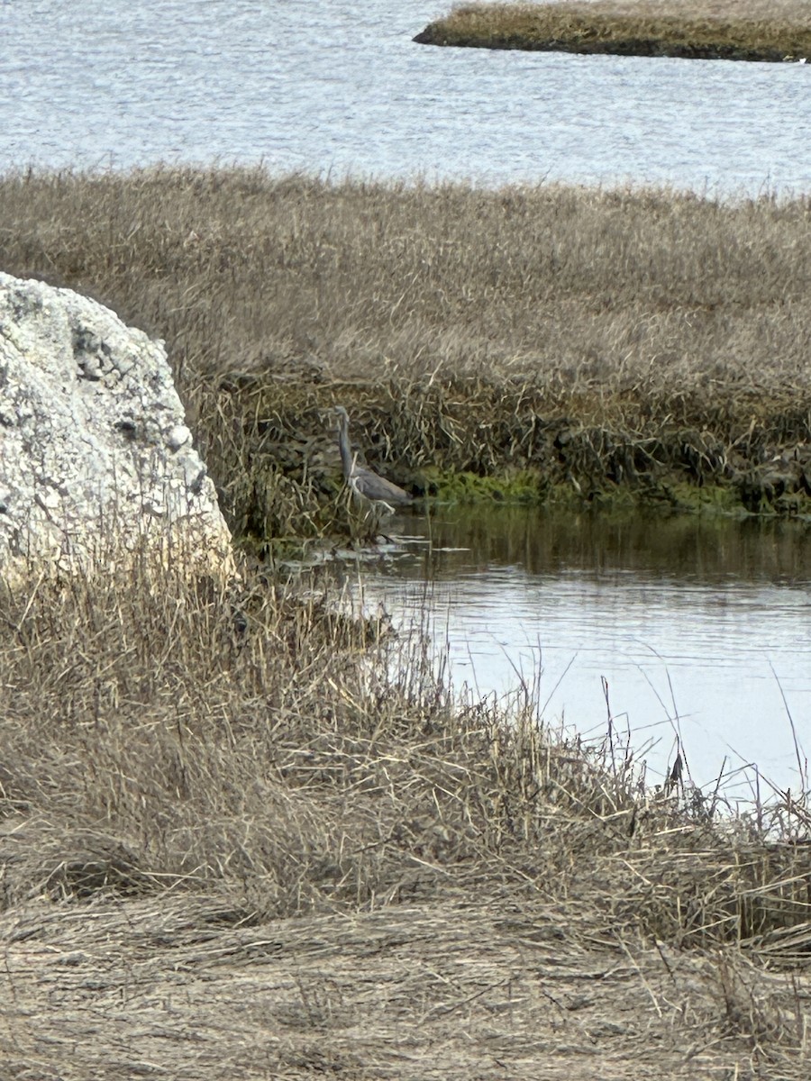 Tricolored Heron - ML617367066