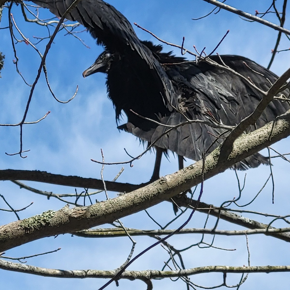 Black Vulture - ML617367076