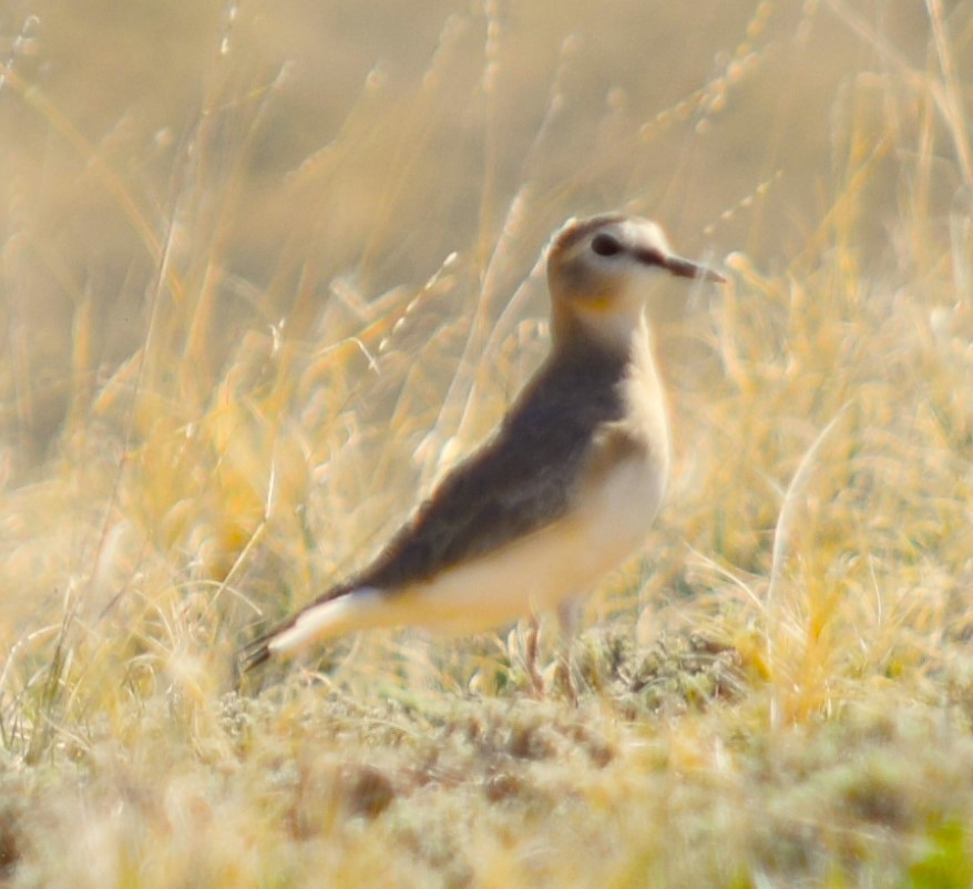 Mountain Plover - ML617367109