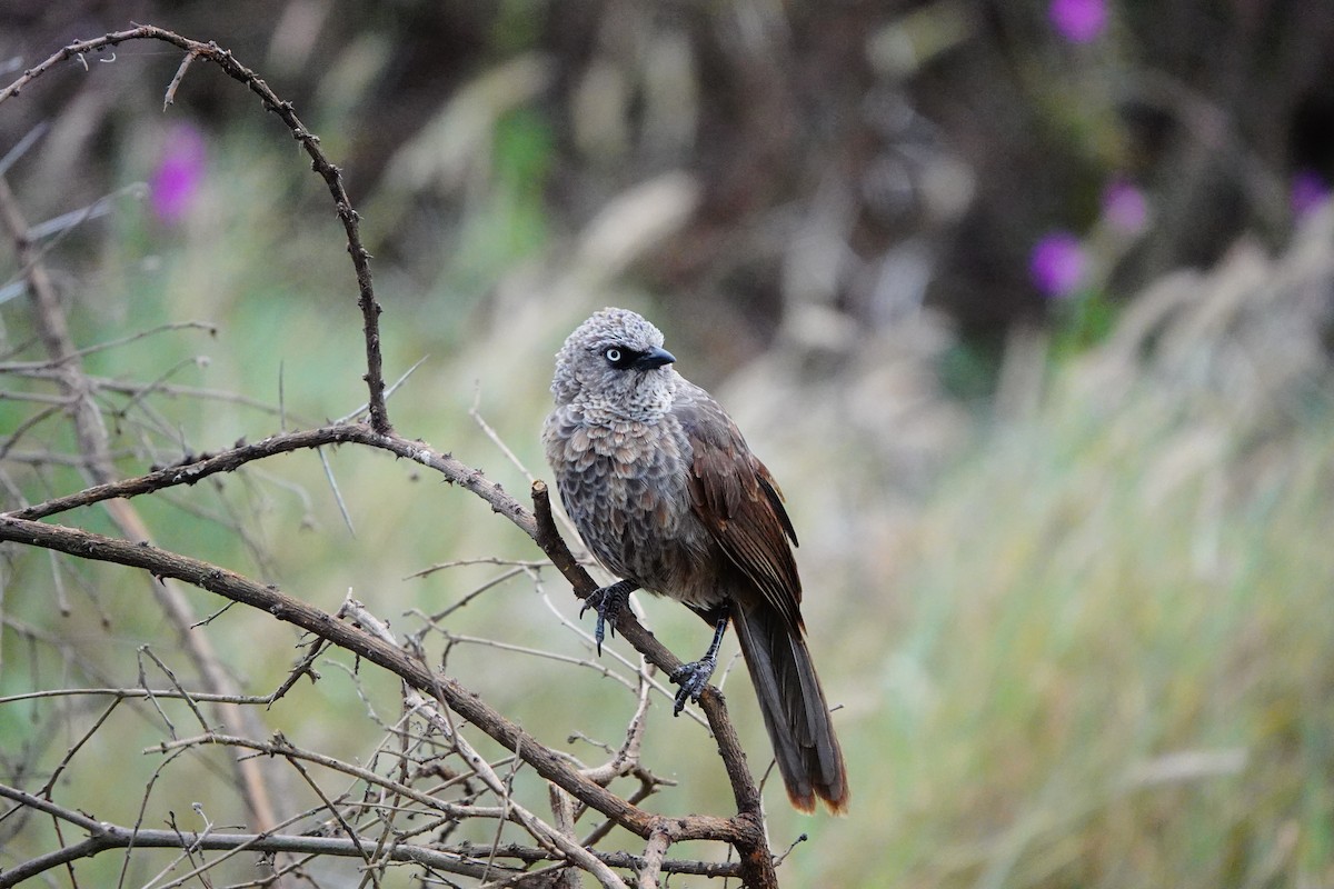 Black-lored Babbler - ML617367114