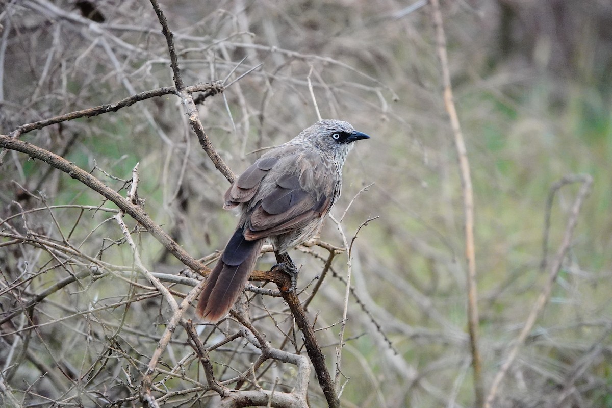 Black-lored Babbler - ML617367115