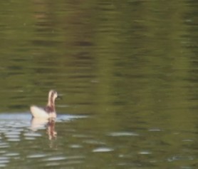 Falaropo Tricolor - ML617367117