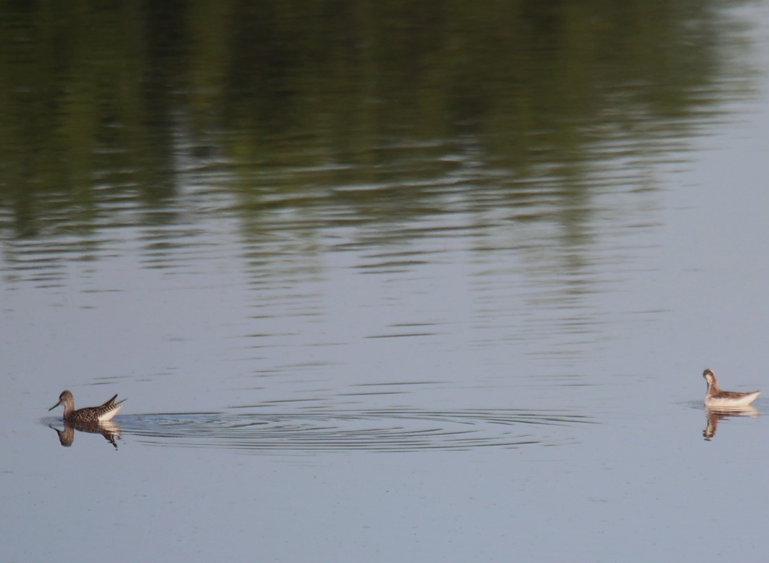 Phalarope de Wilson - ML617367119