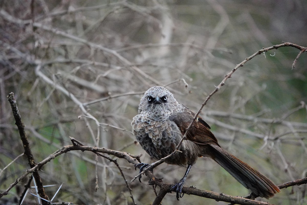 Black-lored Babbler - ML617367121