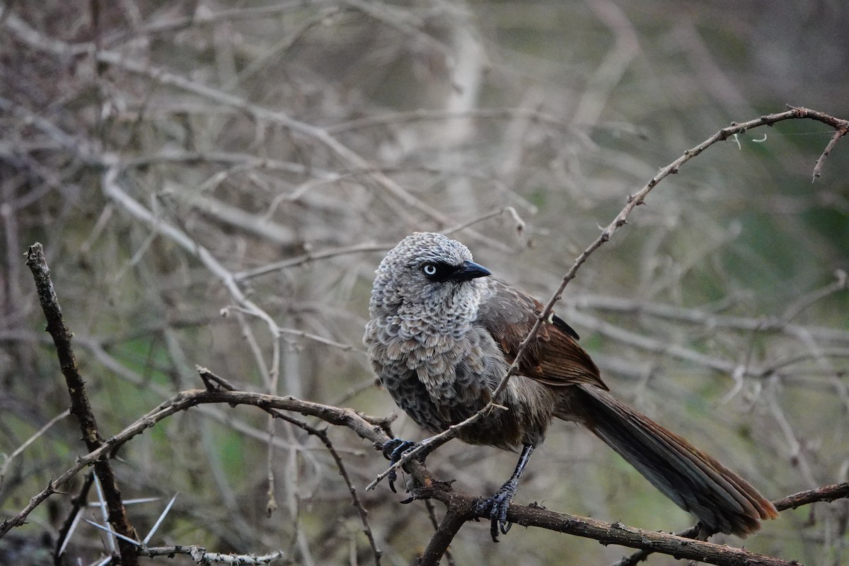 Black-lored Babbler - Emily Denker