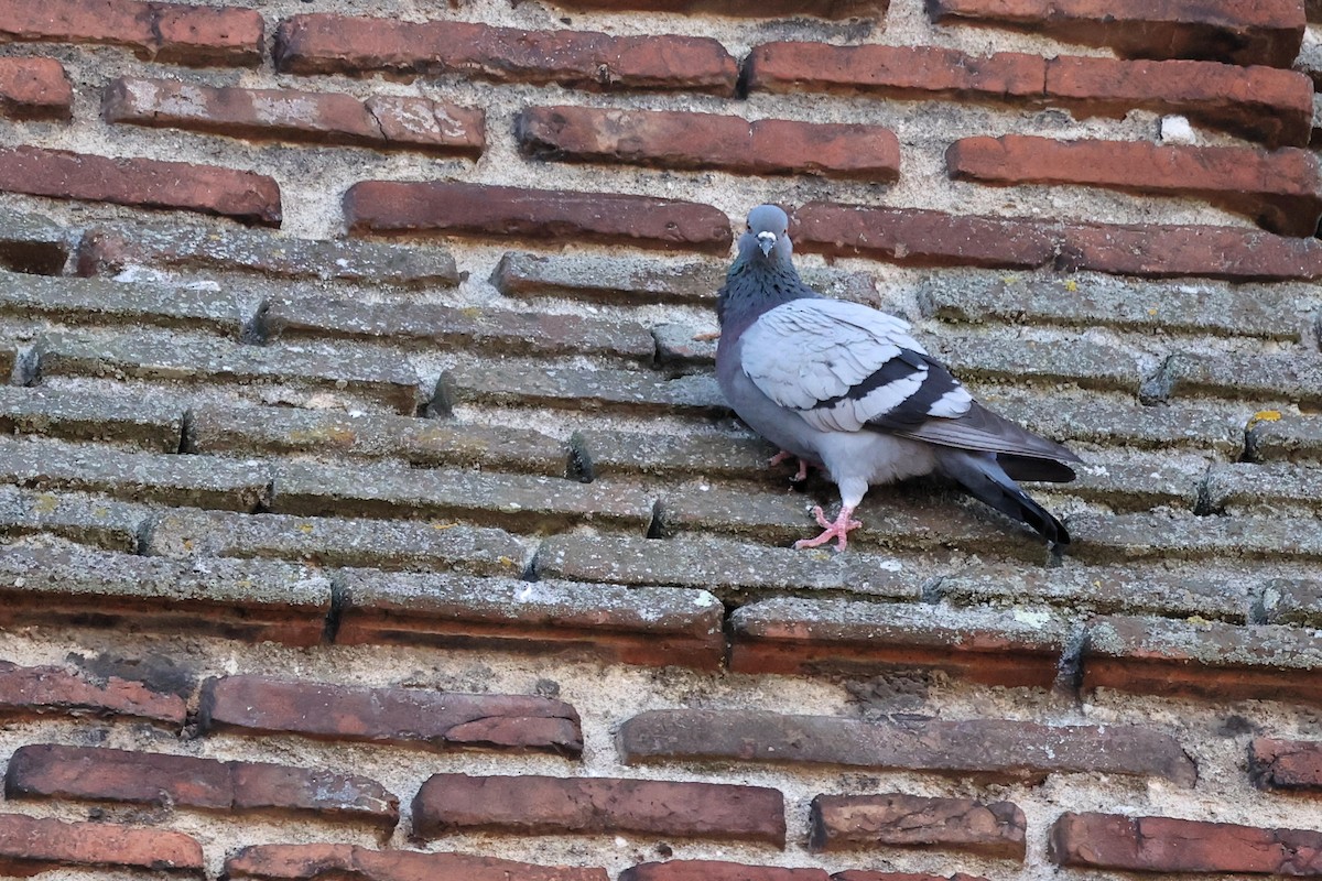 Rock Pigeon (Feral Pigeon) - ML617367209