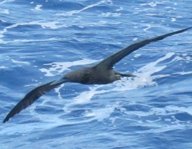 Red-footed Booby - ML617367213