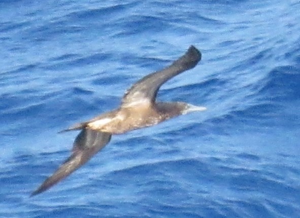 Red-footed Booby - ML617367214