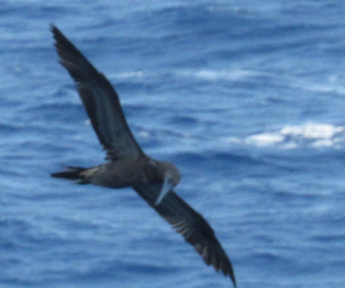 Red-footed Booby - ML617367215