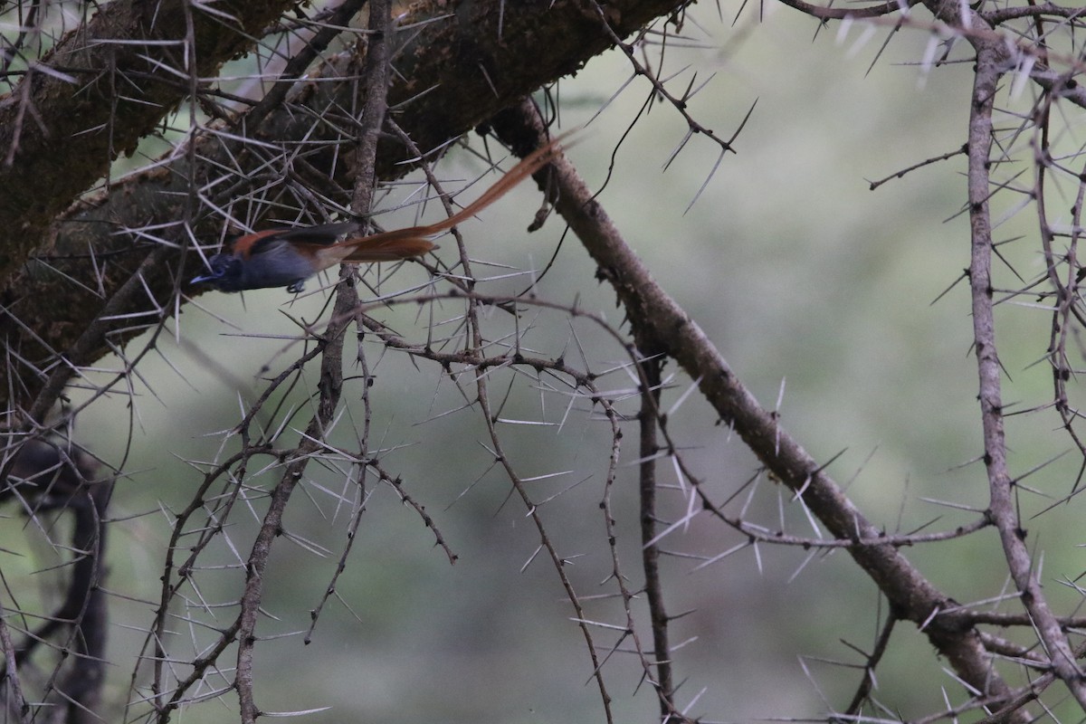 African Paradise-Flycatcher - ML617367223