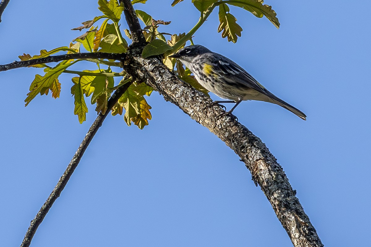 Yellow-rumped Warbler - Lance Runion 🦤