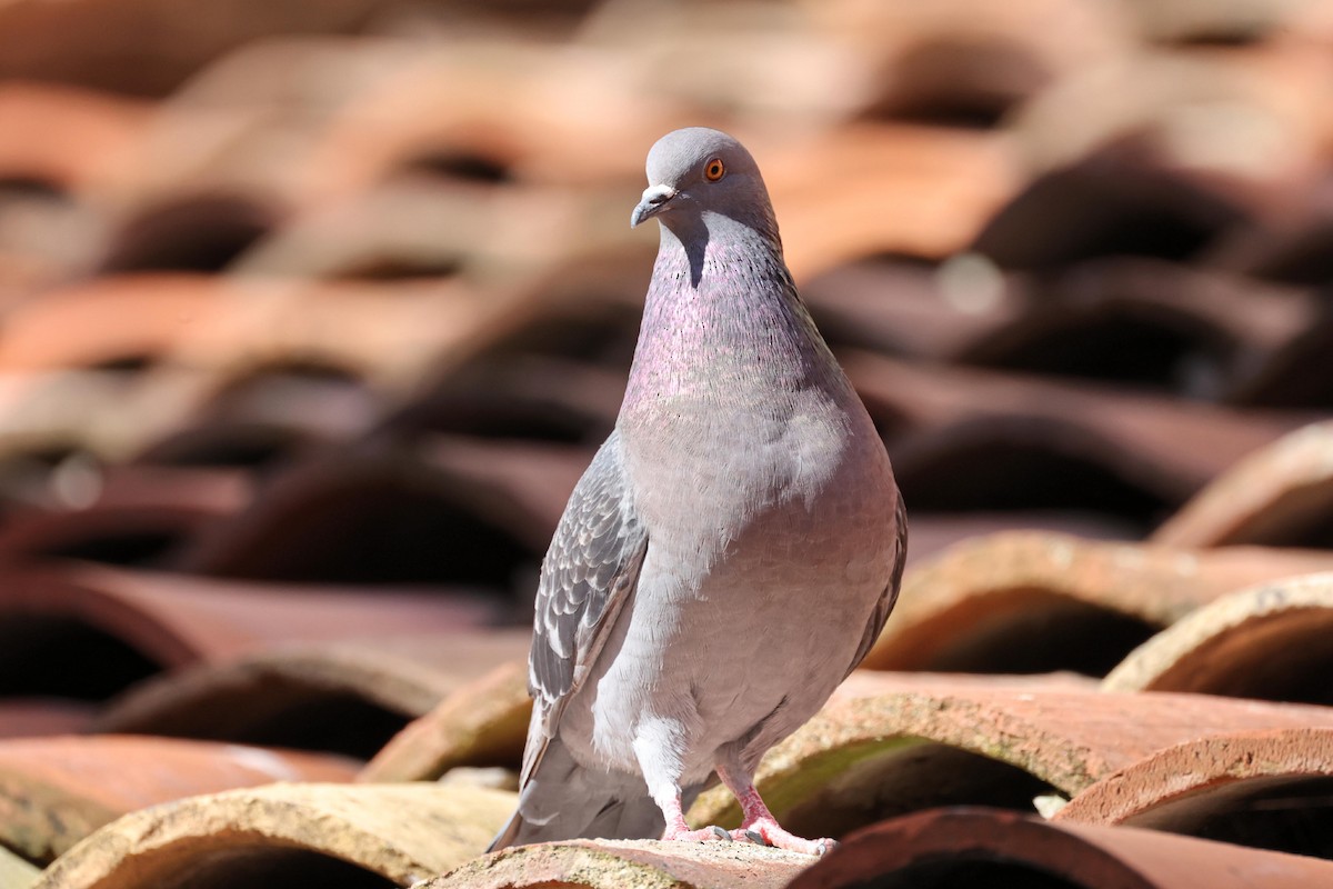 Rock Pigeon (Feral Pigeon) - ML617367285