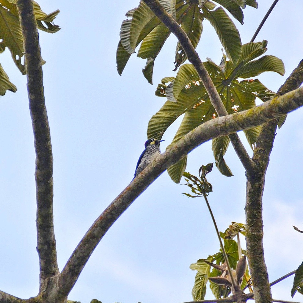 Acorn Woodpecker - ML617367295