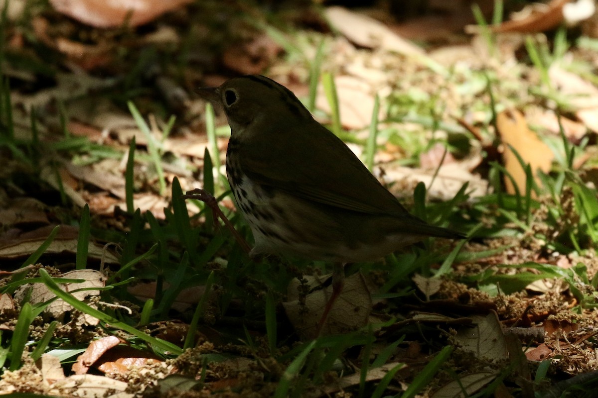 Paruline couronnée - ML617367320