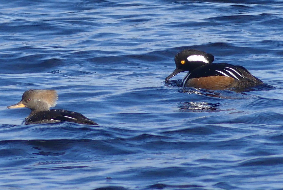 Hooded Merganser - ML617367363