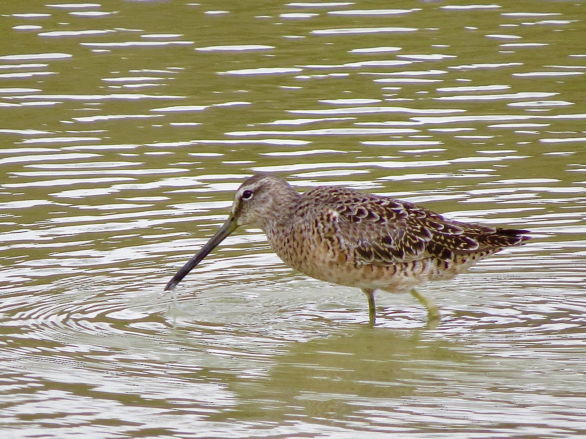 Long-billed Dowitcher - ML617367396