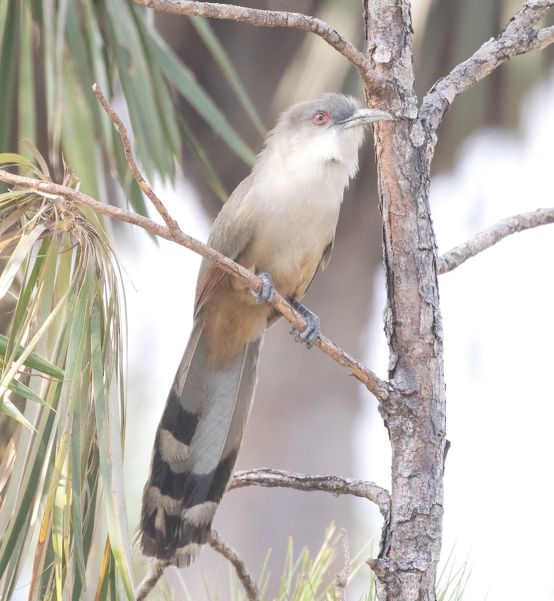 Great Lizard-Cuckoo - Freddy Camara