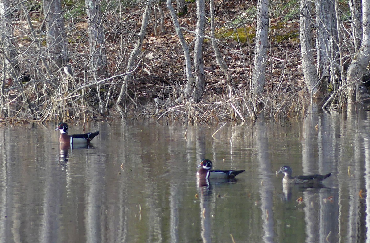 Wood Duck - ML617367433