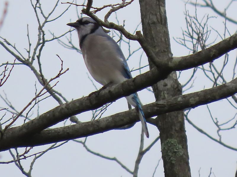 Blue Jay - ML617367441