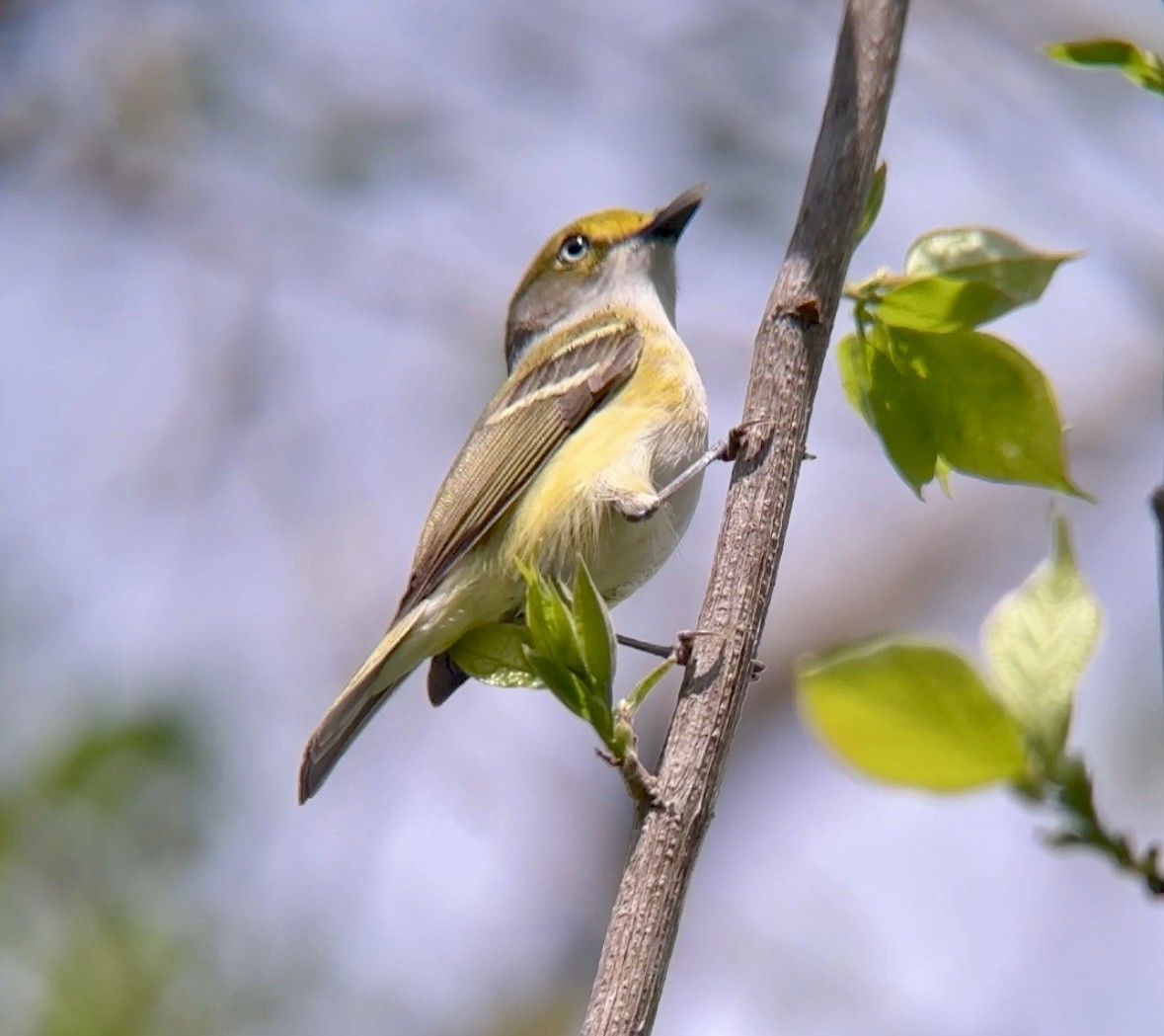 White-eyed Vireo - Jeff Kenney