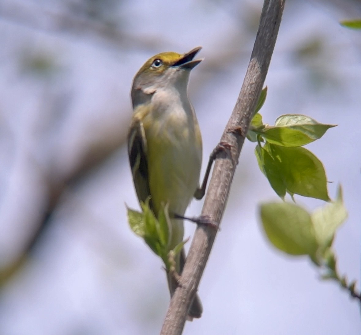 White-eyed Vireo - Jeff Kenney