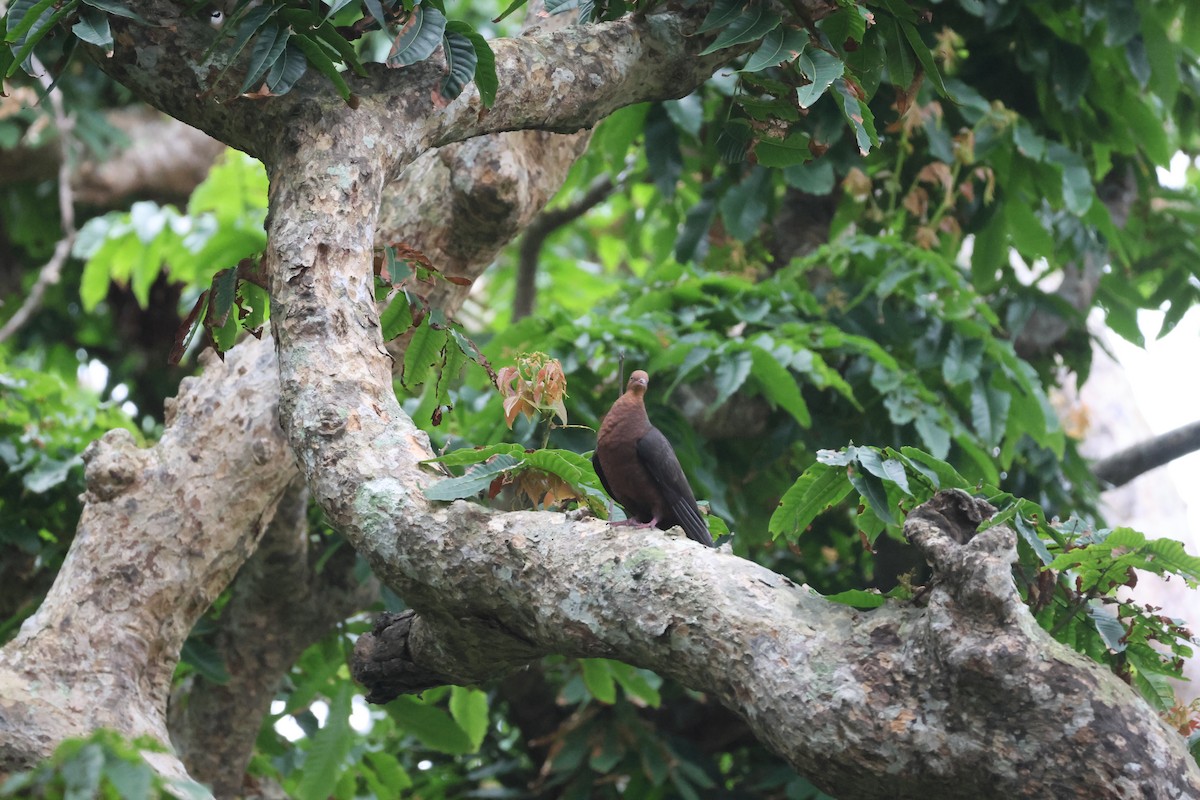 Philippine Cuckoo-Dove - ML617367528