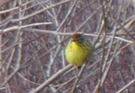 Palm Warbler - ML617367532