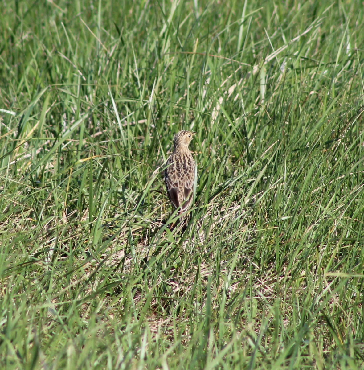 Sprague's Pipit - Shelby Thomas