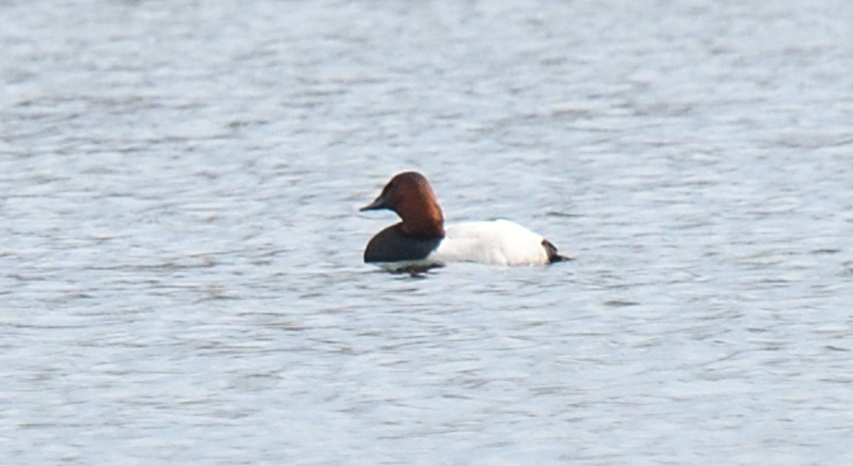 Canvasback - ML617367557