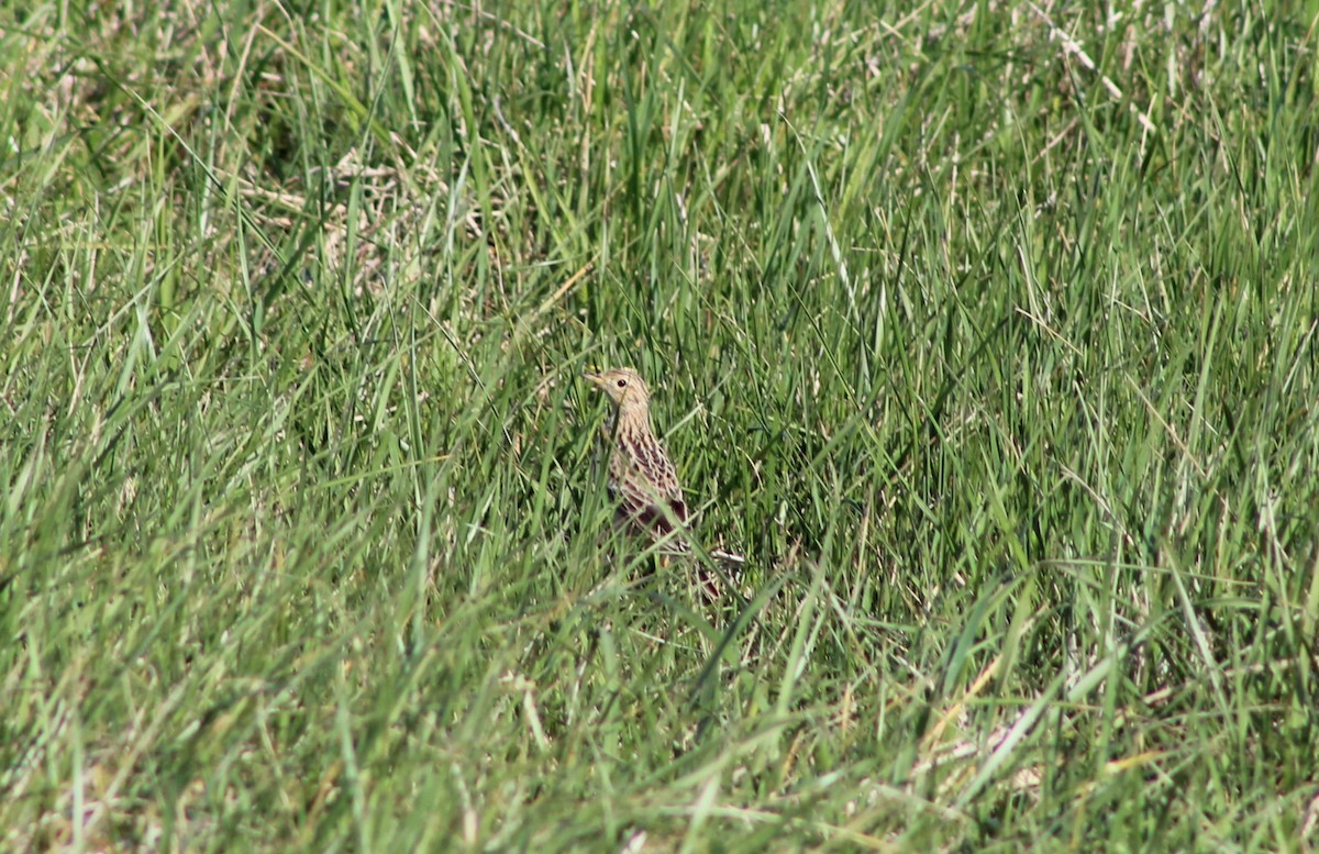 Sprague's Pipit - Shelby Thomas