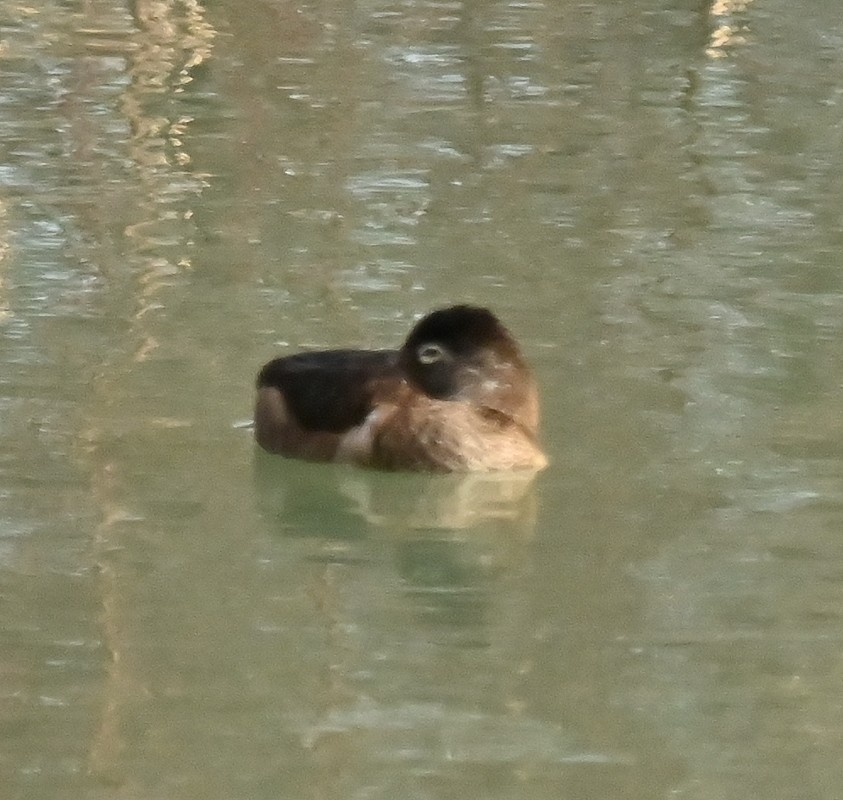 Ring-necked Duck - ML617367666