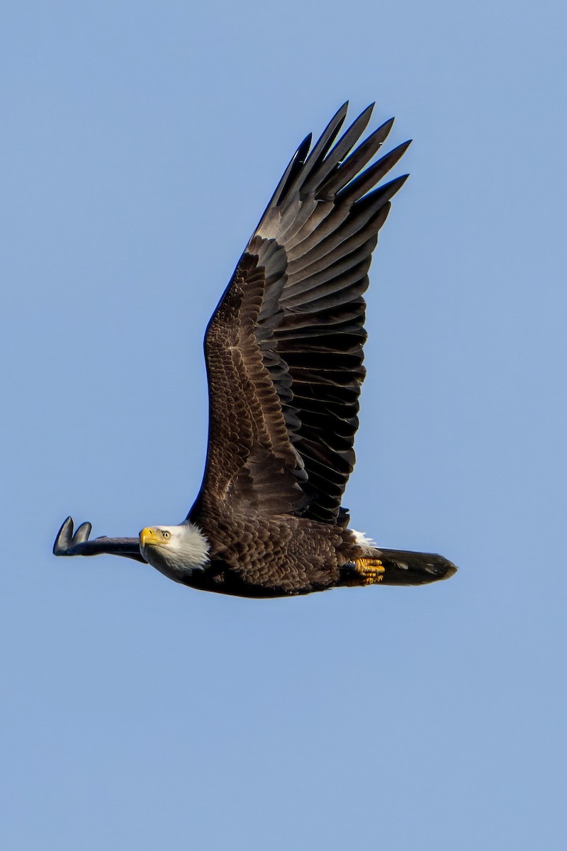 Bald Eagle - Ashley Pichon