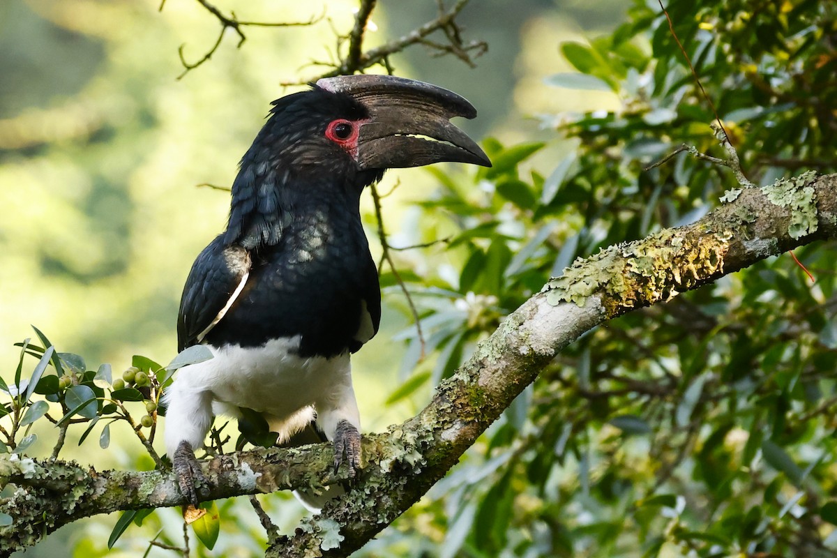 Trumpeter Hornbill - ML617367761