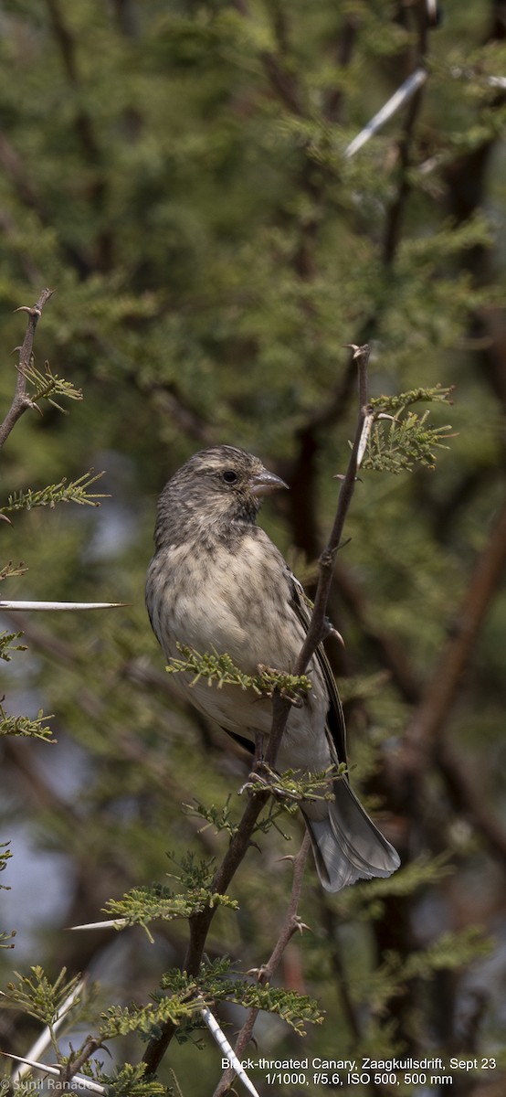 Serin à gorge noire - ML617367842